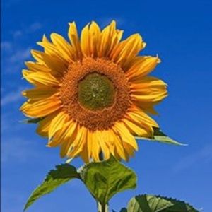 Meet your Posher, Sheri